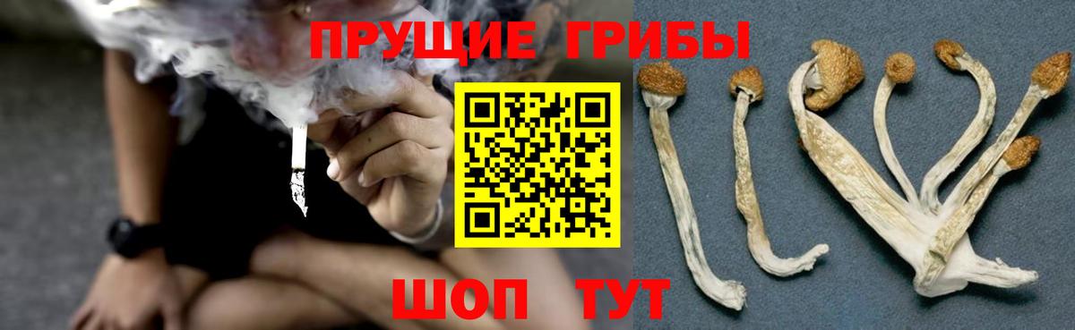 Галлюциногенные грибы Cubensis Гусев